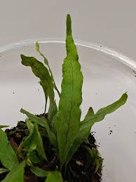 Image result for Microsorum scandens