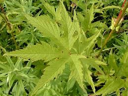 Image result for Landolphia cuneifolia