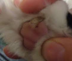Exposure to radiation from the sunlight may be one of the causes. Brown Gray Callus Looking Thing On My Cat S Paw Thecatsite