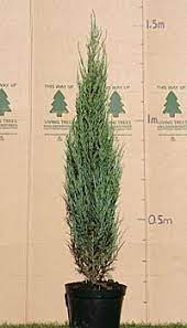 Skyrocket juniper is a rare plant in which you achieve height without sacrificing ground space. Juniperus Scopulorum Blue Arrow Rocky Mountain Juniper Mail Order Trees