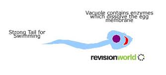 They receive, carry, and deliver signals throughout the body. Specialised Cells Gcse Revision Biology Cell Activity Specialised Cells Revision World