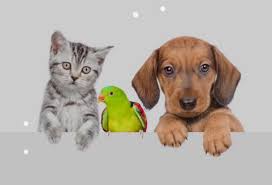 Need to rehome 6 yrs old has skin problems fixed