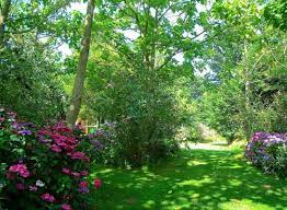 plantes pour massif a l ombre arbuste ombre jardin d ombre jardins champetres