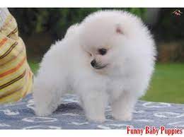 white pomeranian boo