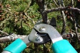 Wir ärgern uns seit jahren über den birkenbestand auf dem nachbargrundstück, das durch eine schmale nebenstraße von unserem grundstück getrennt ist. Https Xn Gartengerte Kaufen Ttb Com Aeste Richtig Schneiden