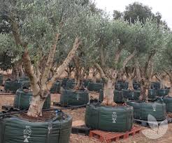 Maybe you would like to learn more about one of these? Olea Europaea Frantoio Frantoio Olive Trees Speciality Trees