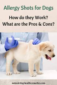 Venom extract may be used for 6 months to 1 year after being diluted and depending on the concentration. Allergy Shots For Dogs Effectiveness Side Effects