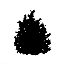 Bush Silhouette On White Background Free Image By Rawpixel Com Sasi White Background Grass Silhouette Silhouette Images