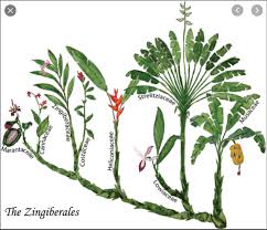 Image result for Musaceae