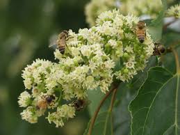 Image result for Hovenia