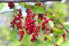 A cherry blossom is a flower of many trees of genus prunus or prunus subg. What Is A Pin Cherry Tree Home Stratosphere