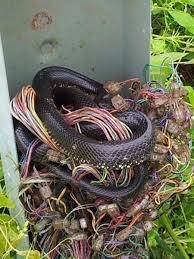 We did not find results for: 5 Things To Know About Your At T U Verse Cable Installer Toughnickel