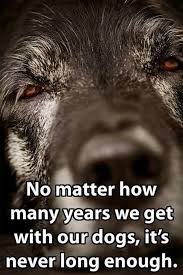 I saw a dog today quote. 101 Dog Quotes 2021 Update