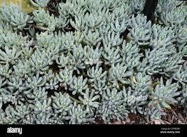 Image result for tbn:HNtrRnQBmFuaxM::www.bluechopsticks.com/img_large/800CC_0805S1015.jpg