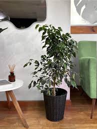 Image result for ficus benjamina en casa