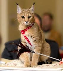 Due to the fact that. Caracat Hybridkatze Charakter Und Geschichte Der Zucht Zooplus