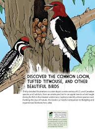 Welcome To Dover Publications Coloring Books Beautiful Birds Dover Coloring Pages