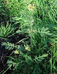 Image result for Erucastrum arabicum