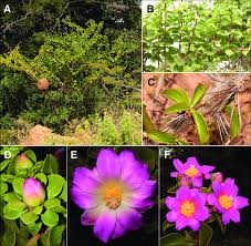 Image result for Pereskia