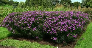 Image result for Vernonia smithiana