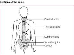 Think of your spinal cord as the main connector between your brain and the rest of your body. Back Pain Causes Exercises Treatments Versus Arthritis