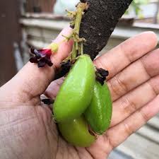 Iba Kamias Fruits In The Philippines Steemit