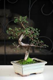 Use a small prune to cut off the leaves that are not healthy and those of the older branches to. Chinese Elm Bonsai Tree 36 Reviews