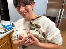 Do you receive ball python shipments in insulated boxes?