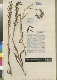 Image result for Habenaria tentaculigera
