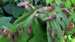 Where will the cicadas emerge in 2021? Cicadas 2021 Billions Of Brood X Bugs Set To Emerge In Eastern Us Cnn