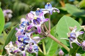 Maybe you would like to learn more about one of these? Calotropis Gigantea Plant With Flowers Crown Flower In A Park Stock Photo Picture And Royalty Free Image Image 26419127