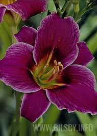 Daylilies daylily hemerocallis miniature perennial plant purple. Hemerocallis Little Missy Bilscy Info