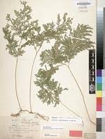 Image result for Selaginella vogelii