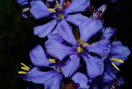 Image result for Aristea angolensis