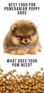 Best Food For Pomeranian Puppy Dogs What To Feed Your Pom