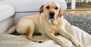 Nicht zulässig einen hund ohne jedwede und sinnvolle aufgabe im hause. Mit Hund Haus No 6