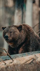 Check out this fantastic collection of cute bear wallpapers, with 69 cute bear background images for your desktop, phone or tablet. Best Bear Iphone Hd Wallpapers Ilikewallpaper