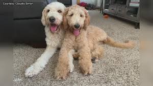Parvovirus in an extremely serious and highly contagious viral infection affecting dogs. Delaware Couple Says Their Puppy Got Parvo Local Vet Shares Warning Signs 10tv Com