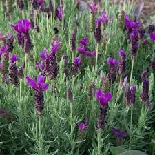 Lavender Stoechas Javelin Forte Deep Purple Lavandula Stoechas Javelin Forte Deep Purple Lavender Plant White Flower Farm Spanish Lavender