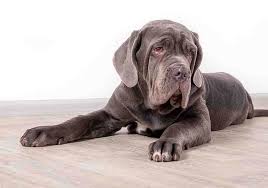 Females are 24 to 29 inches tall and weigh 120 to 175 pounds. Do Neapolitan Mastiffs Make Good Pets Questions Answered