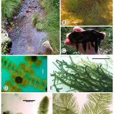 Image result for Crepidorhopalon goetzei