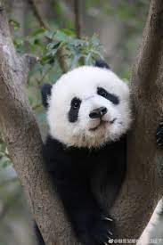 Giant Panda Meng Bao 4th Meng At Chengdu Research Base Of Giant Panda Breeding Panda Giant Panda Panda Bear
