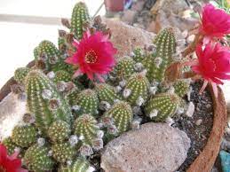 No posts regarding the entheogenic or spiritual uses of cacti, check out /r/druggardening if you want to discuss such things. Peanut Cactus Rose Quartz Bright Red Blooms Etsy Suculentas Plantas Hojas