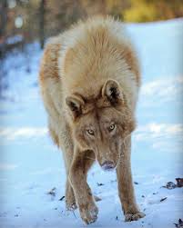 By Gabriela Maned Wolf Wolf Dog Wolf Photography
