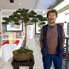 Araucaria araucaria zum kleinen preis hier bestellen. Primeiro Bonsai De Araucaria Feito O Mundo Do Nosso Amigo Brasileiro Renato Hoenig Araucaria Bonsaibrasil Abcdobonsai Bonsai Araucaria Jardinagem