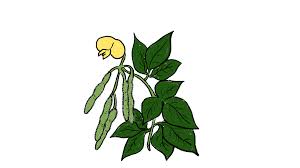 Image result for Vigna luteola