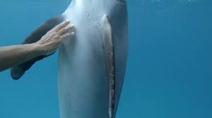 eEeEeEe” is dolphin for “Rub my belly human or I'll rip your arm off”  (Video) :