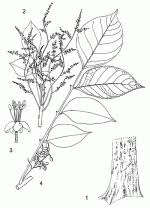 Image result for Lannea welwitschii