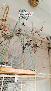 QUICK TOUR TO MY MINI AVIARY ❤️...