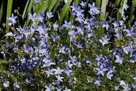 Image result for Wahlenbergia capitata